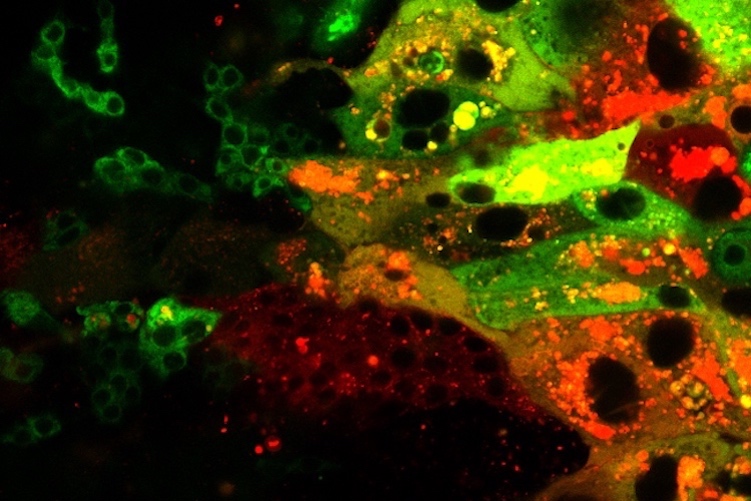 BIOMAT 2019 Patterns
                    in Life and
                    Social Sciences